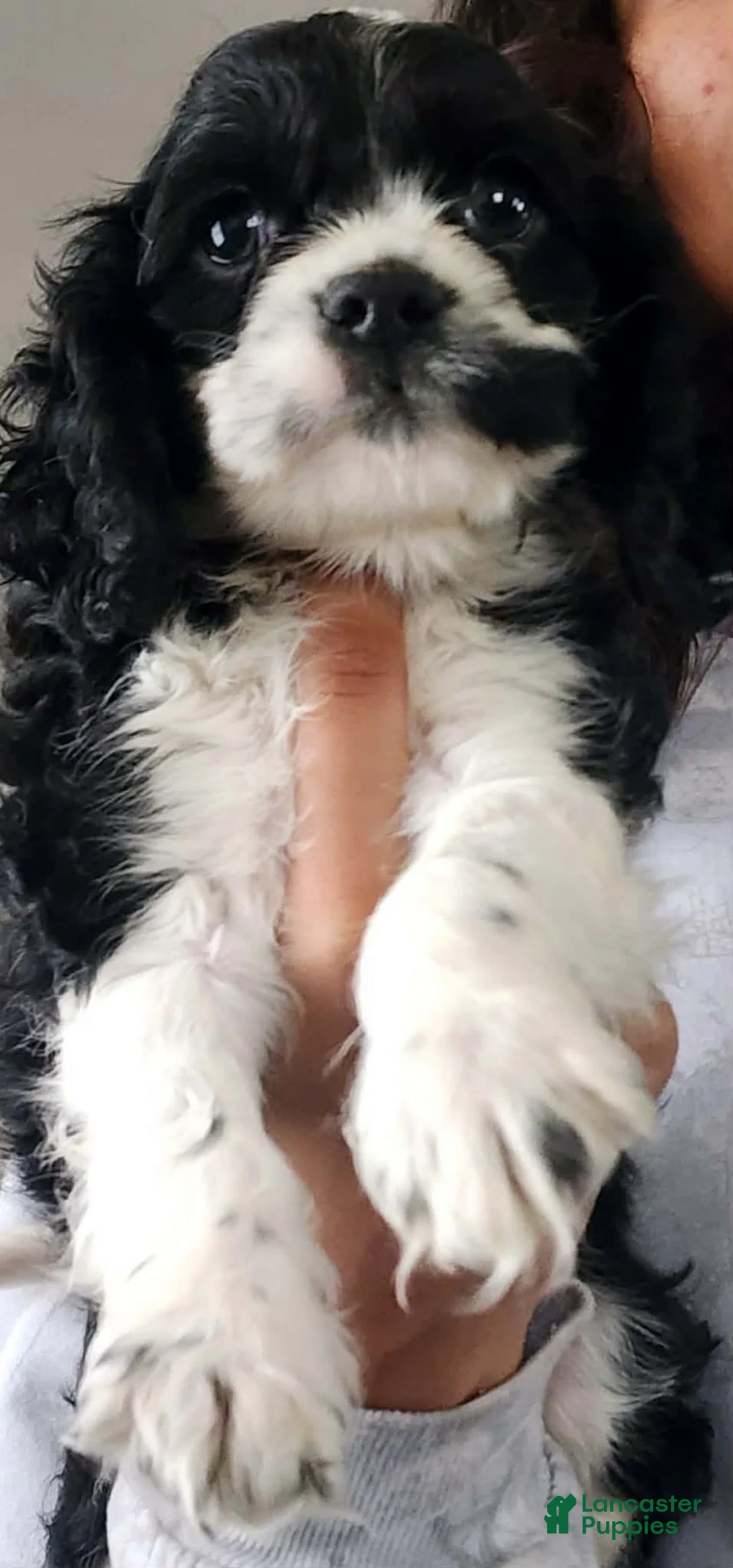 Cocker Spaniel dogs for sale: Cocker Spaniel Puppy 3 - Ad 1