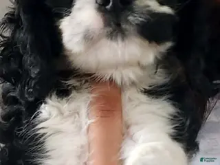 Cocker Spaniel dogs for sale: Cocker Spaniel Puppy 3 - Ad 3