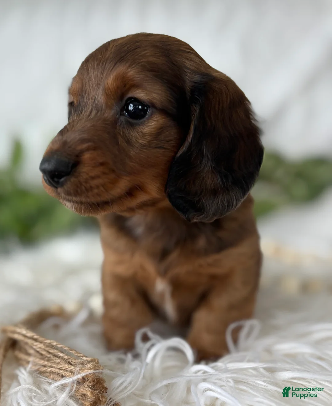 Miniature Dachshund dogs for sale: Sonny Boy Miniature Dachshund  - Ad 5