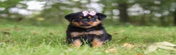 Rottweiler dogs for sale: Ivy - Ad 1