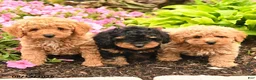 Miniature Poodle dogs for sale: Britney - Ad 5