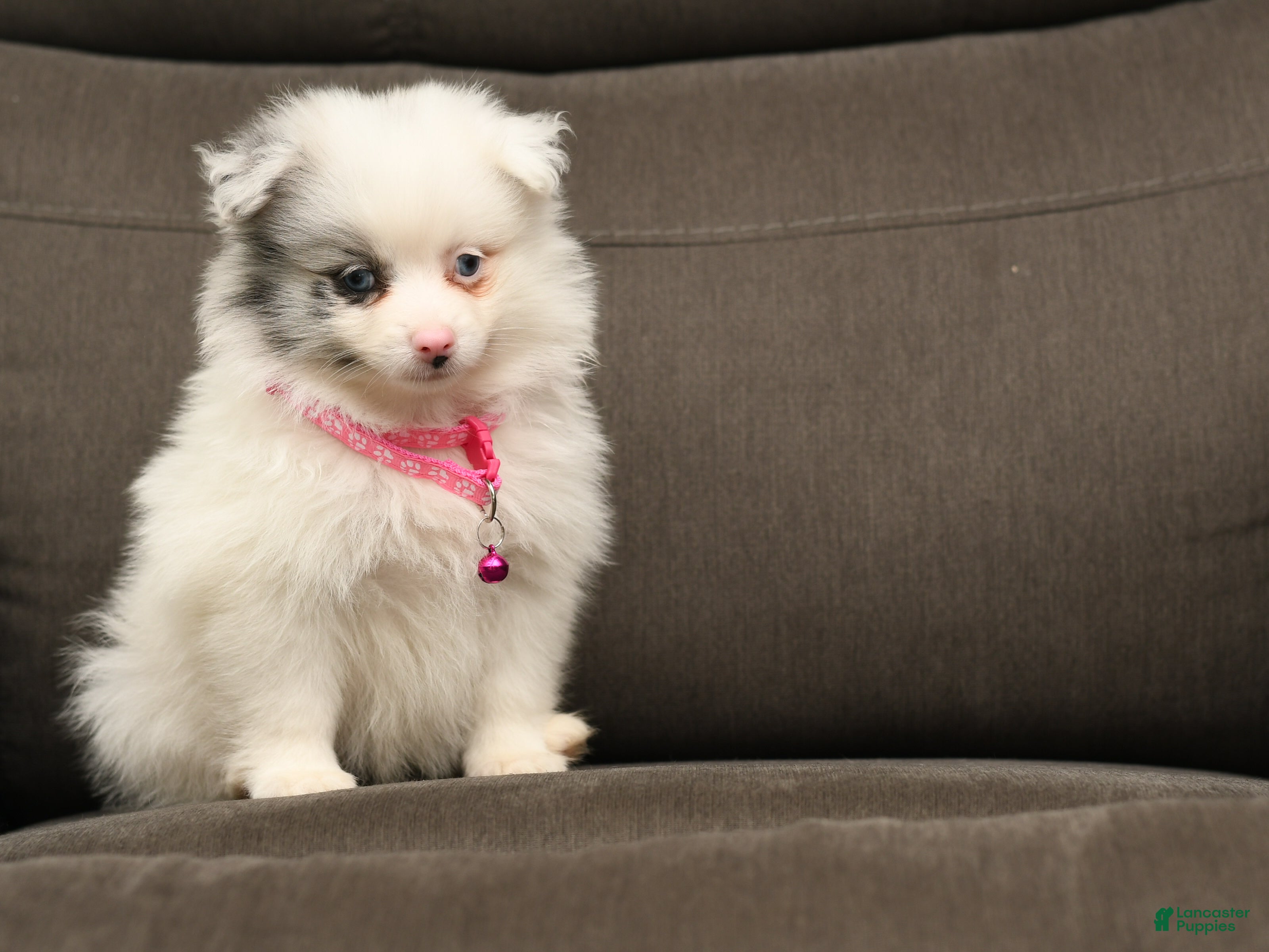 Pomeranian dogs Koda - Ad 2