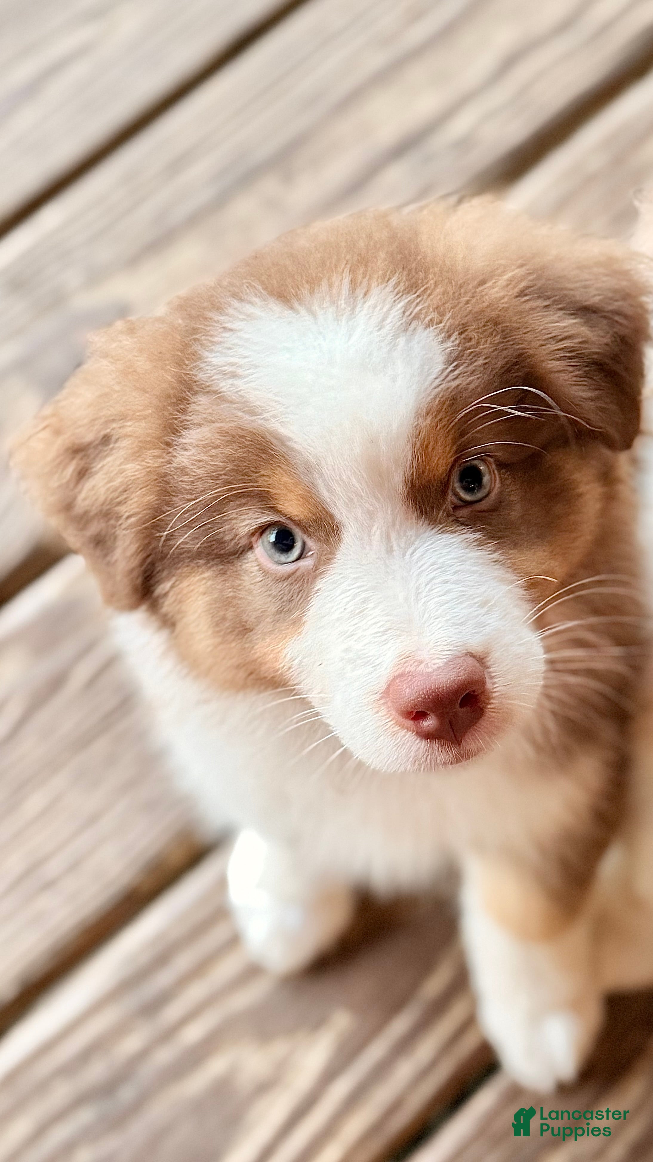 Australian Shepherd dogs AKC 6 Candy - Ad 1