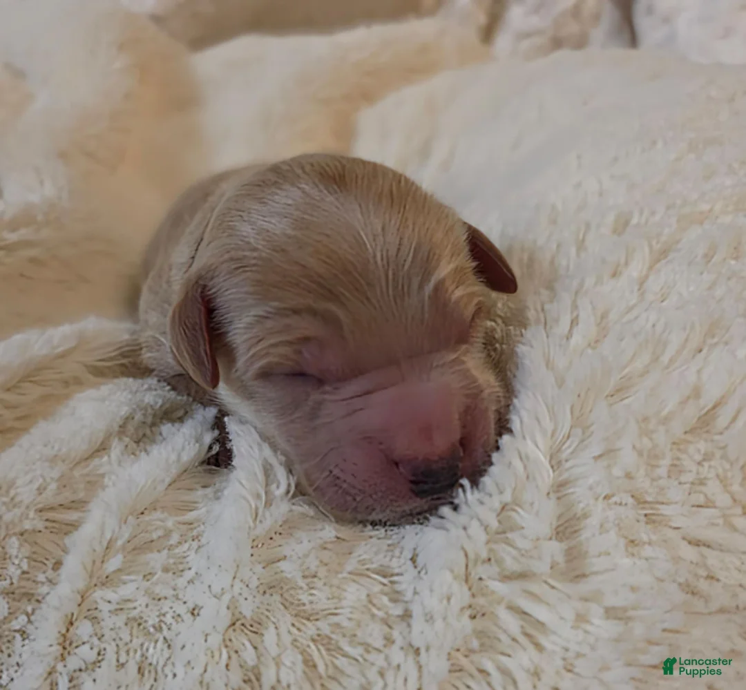 Mini Goldendoodle dogs for sale: Oak - Ad 2