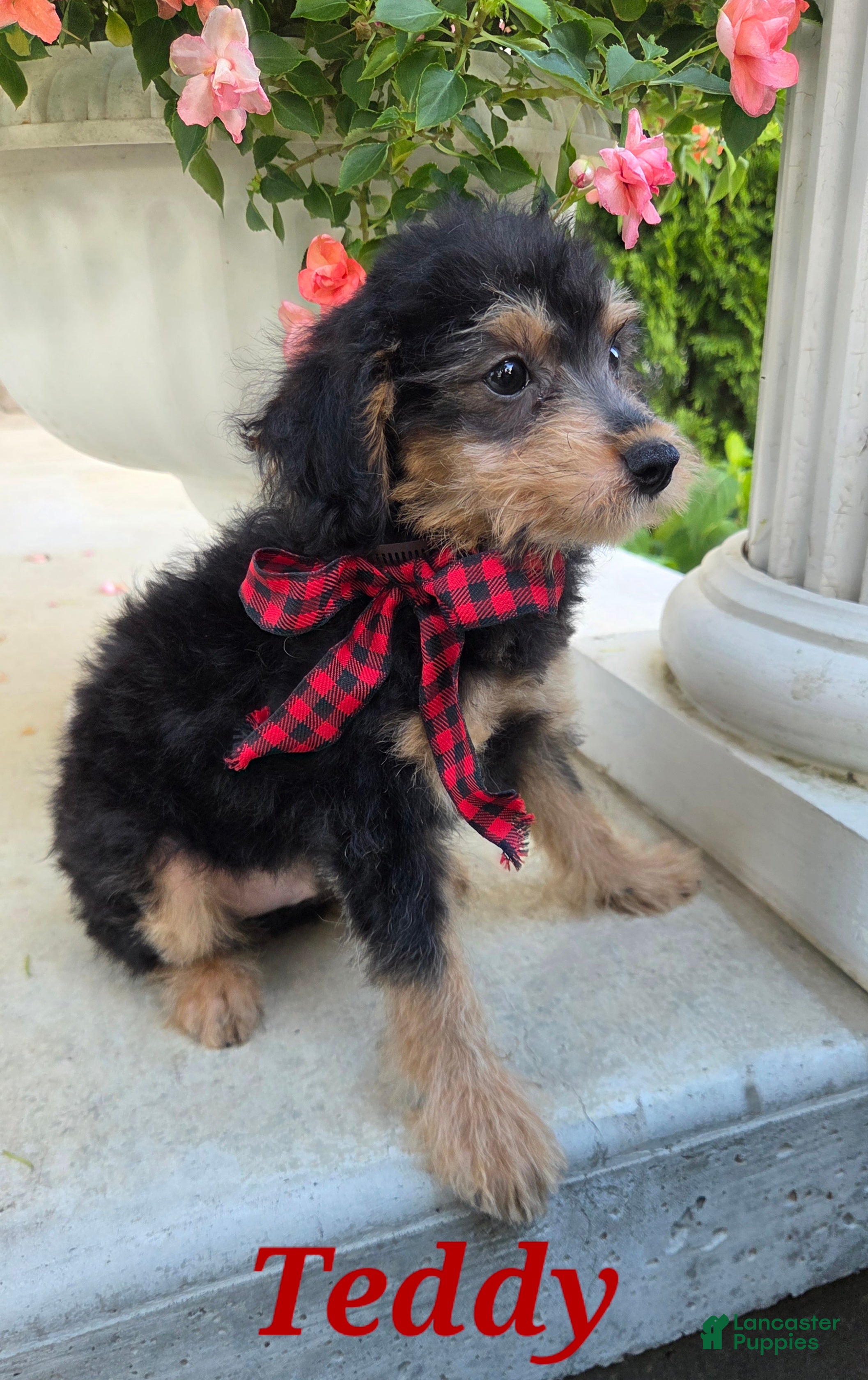 Yorkiepoo dogs Teddy - Ad 35