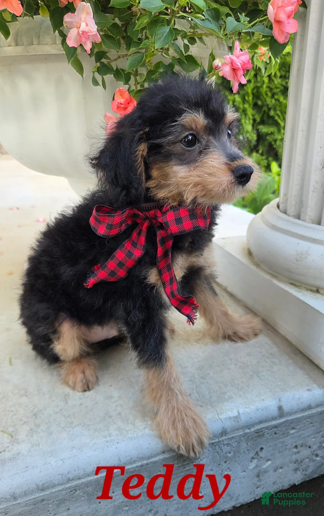 Yorkiepoo dogs for sale: Teddy - Ad 1