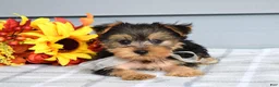 Yorkshire Terrier dogs for sale: Cora - Ad 3