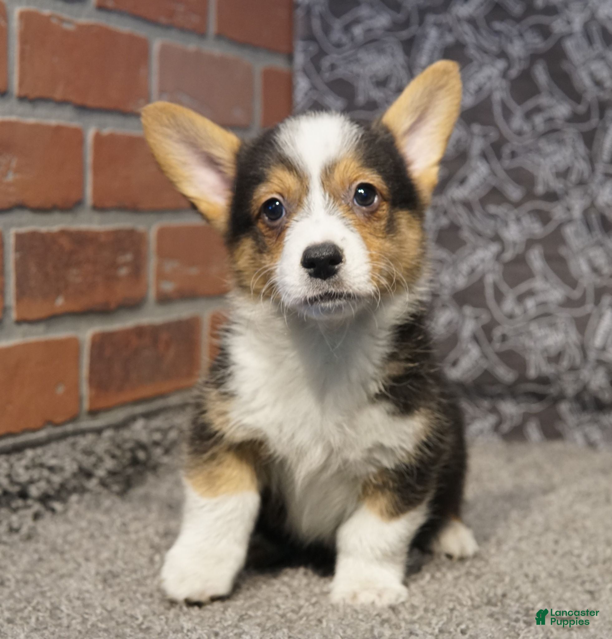 Welsh Corgi Pembroke dogs Agustus - Ad 1