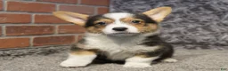 Welsh Corgi Pembroke dogs for sale: Agustus - Ad 1