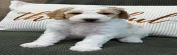 Goldendoodle dogs for sale: Ranger - Ad 3