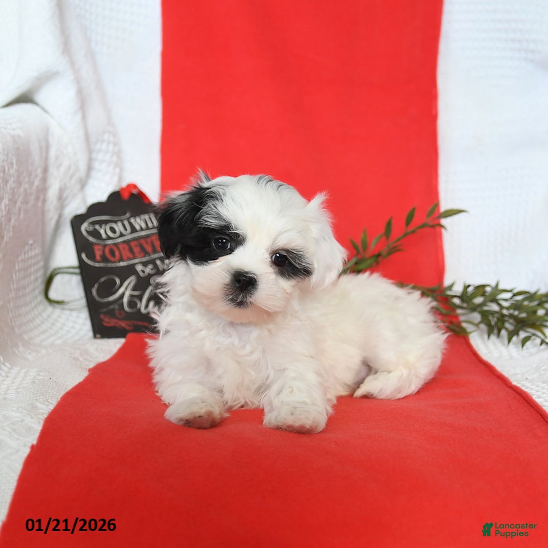 Malshi dogs for sale: Sunny   - Ad 4