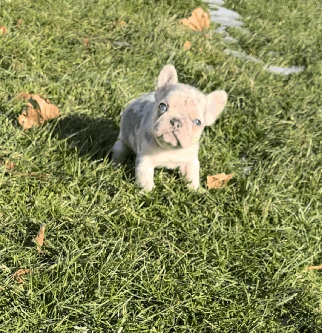 French Bulldog dogs for sale: Daisy  - Ad 10