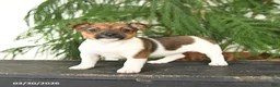 Jack Russell Terrier dogs for sale: Jenny - Ad 1