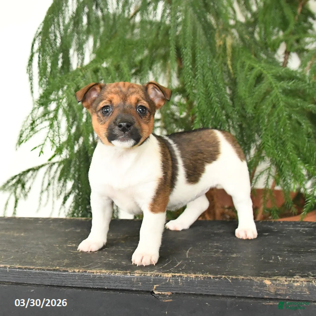 Jack Russell Terrier dogs for sale: Jenny - Ad 1