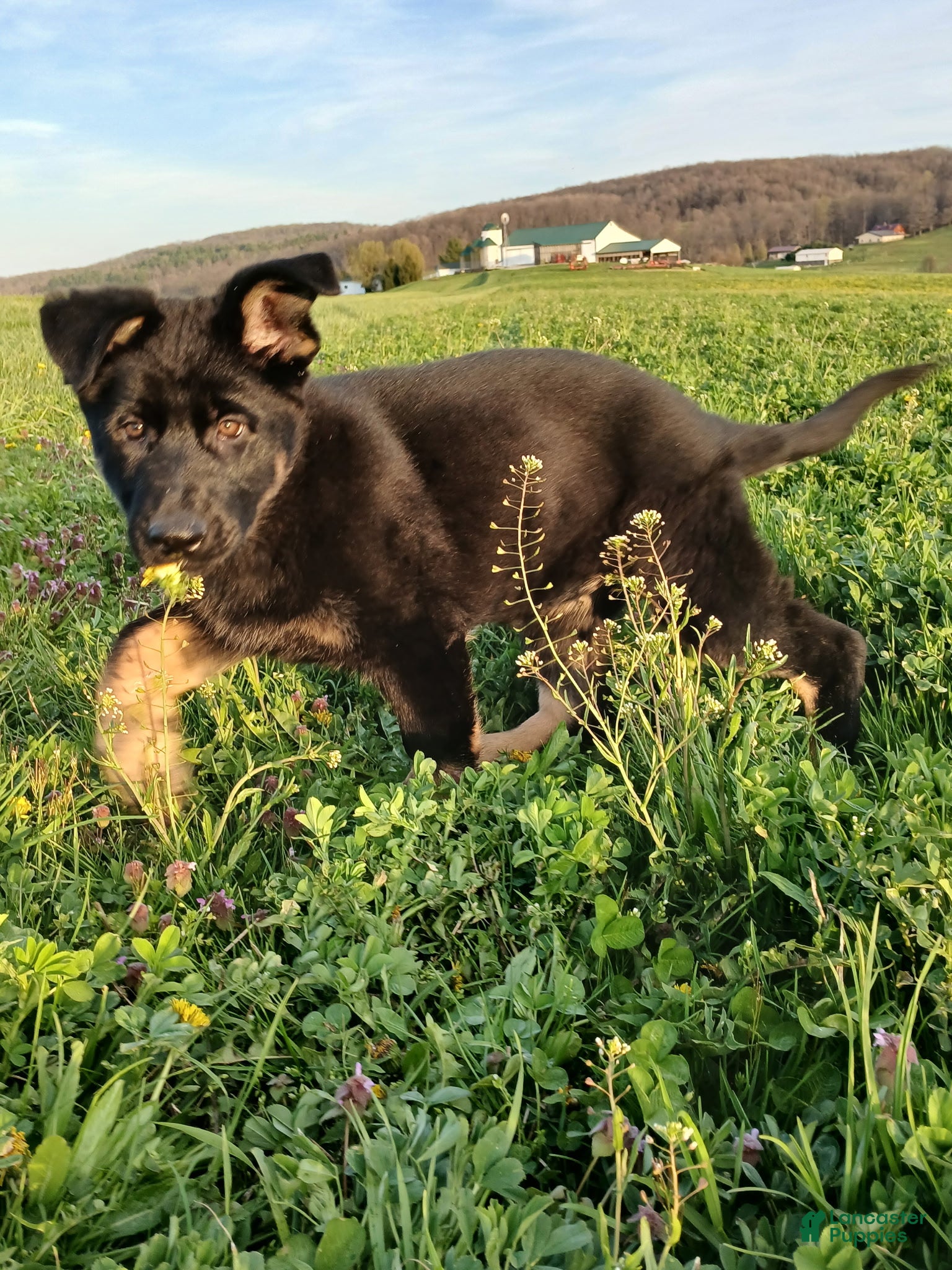 German Shepherd dogs Harper - Ad 2