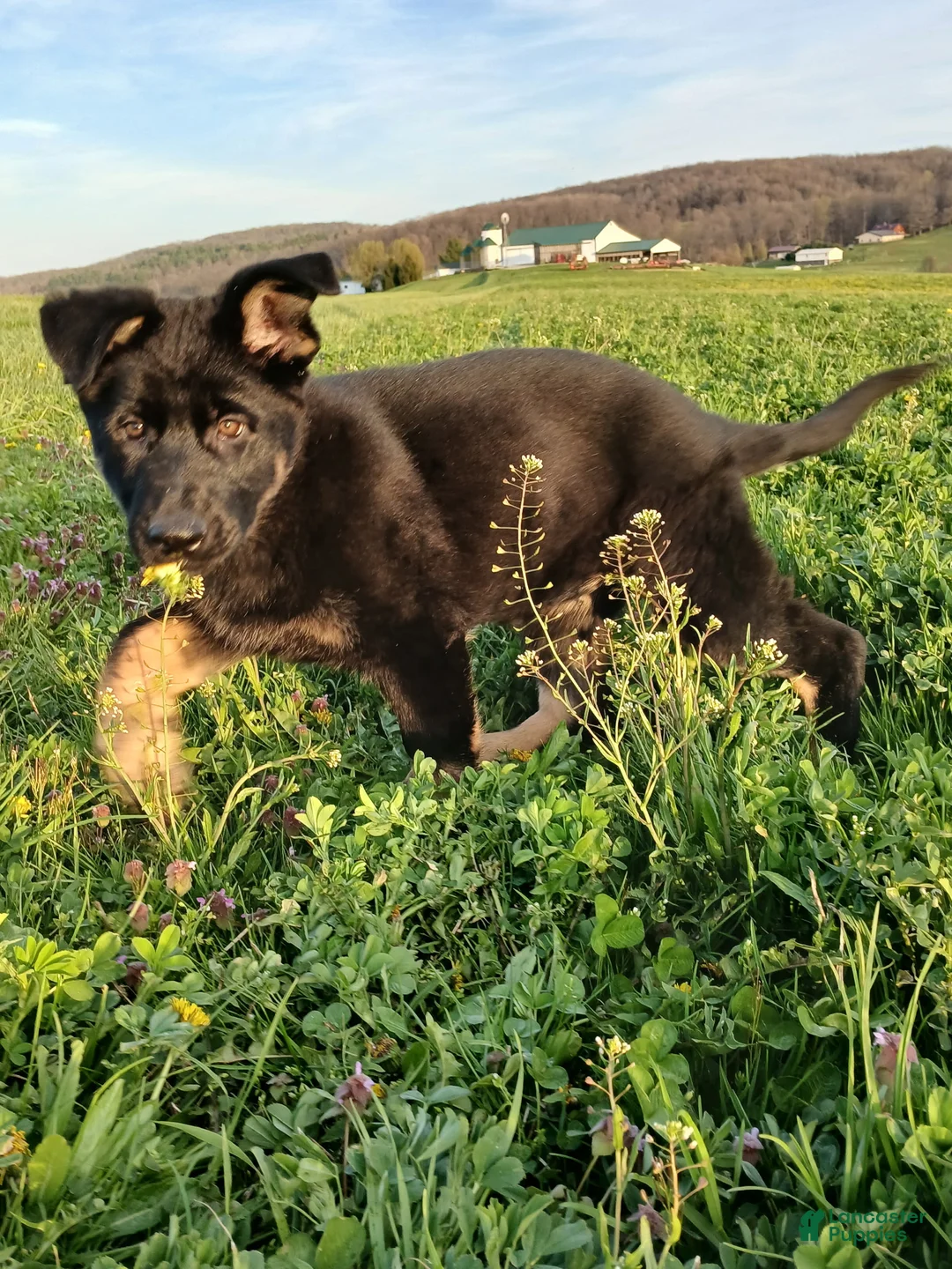 German Shepherd dogs for sale: Harper - Ad 2