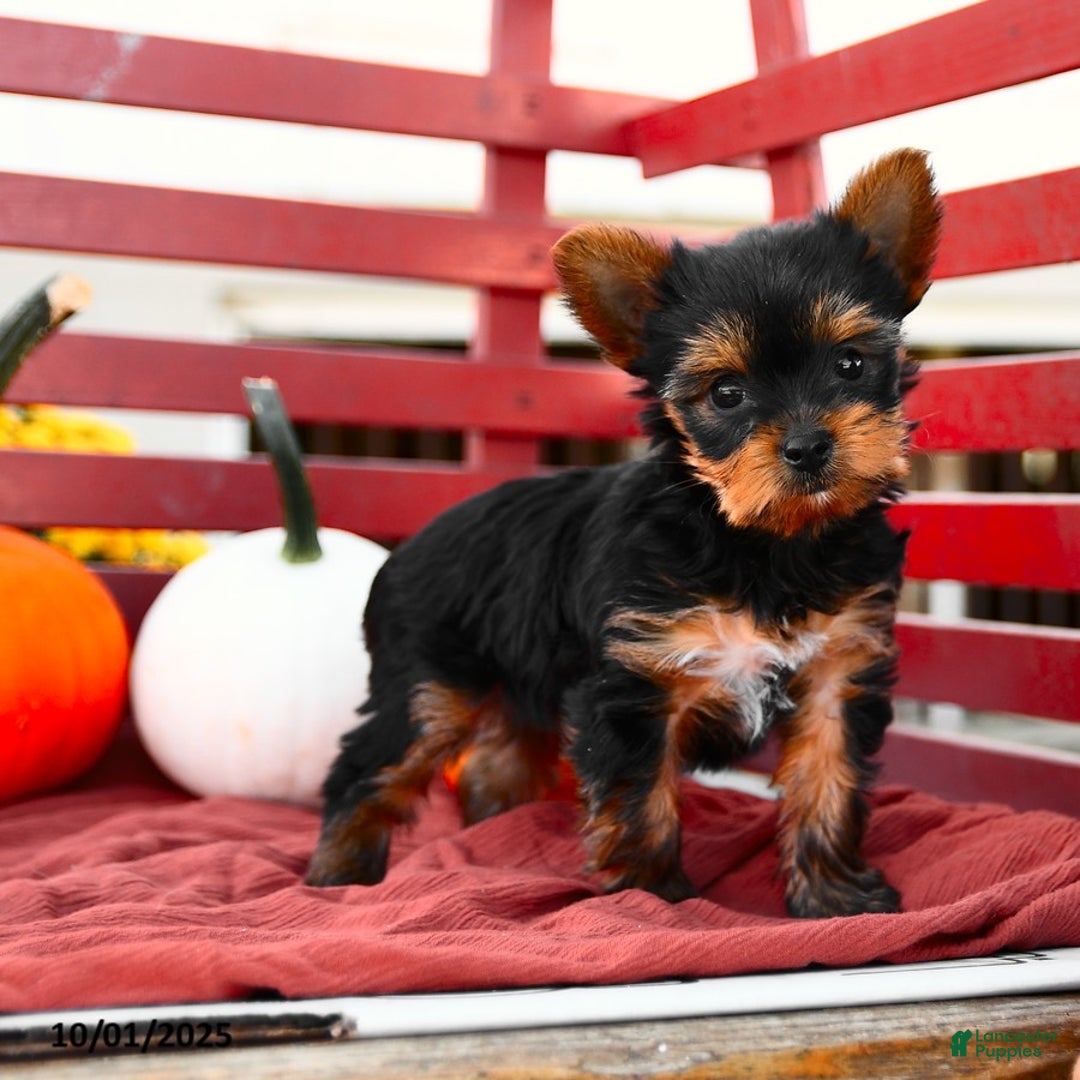 Yorkshire Terrier dogs for sale: Pumpkin TEACUP - Ad 4