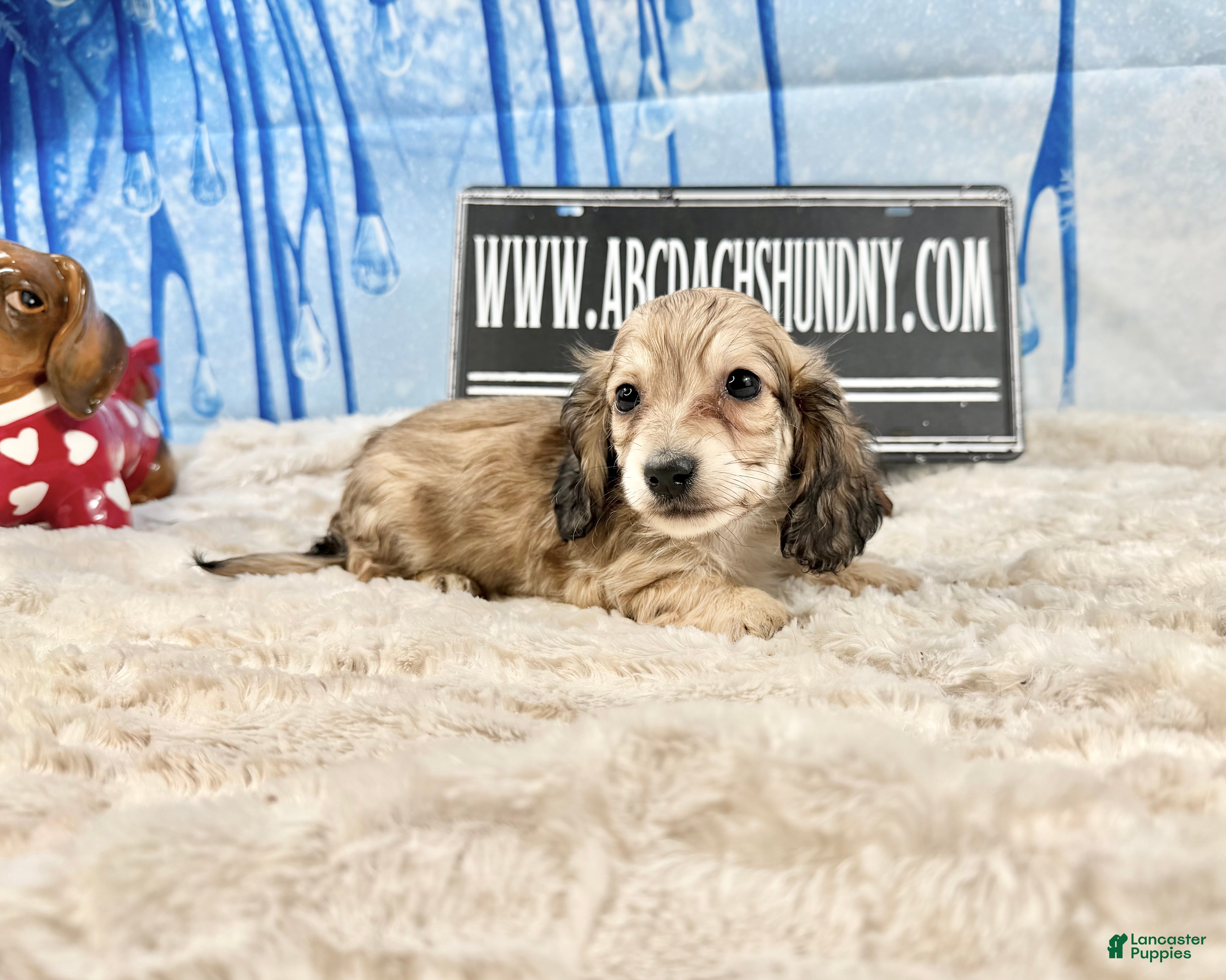 Miniature Dachshund dogs Eng cream - Ad 5