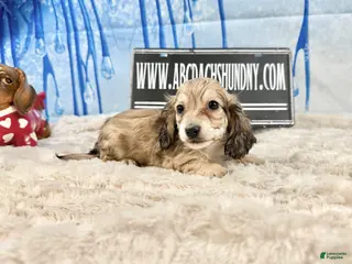 Miniature Dachshund dogs Eng cream - Ad 5