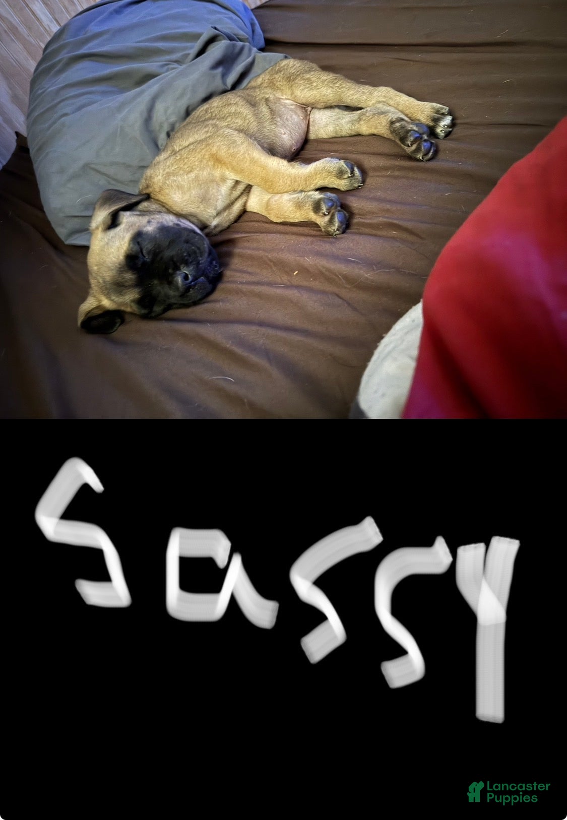 Cane Corso dogs Cane Corso 3 - Ad 42