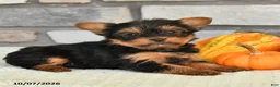 Yorkshire Terrier dogs for sale: Natalie - Ad 3