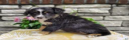 Miniature Australian Shepherd dogs for sale: Daisy  - Ad 4