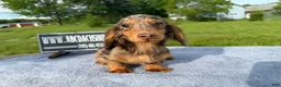 Miniature Dachshund dogs for sale: AKC Russian Ch line - Ad 2