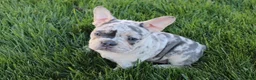 French Bulldog dogs for sale: Mary - Ad 1