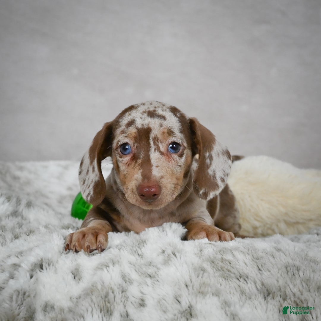 Miniature Dachshund dogs for sale: Hazel - Ad 19