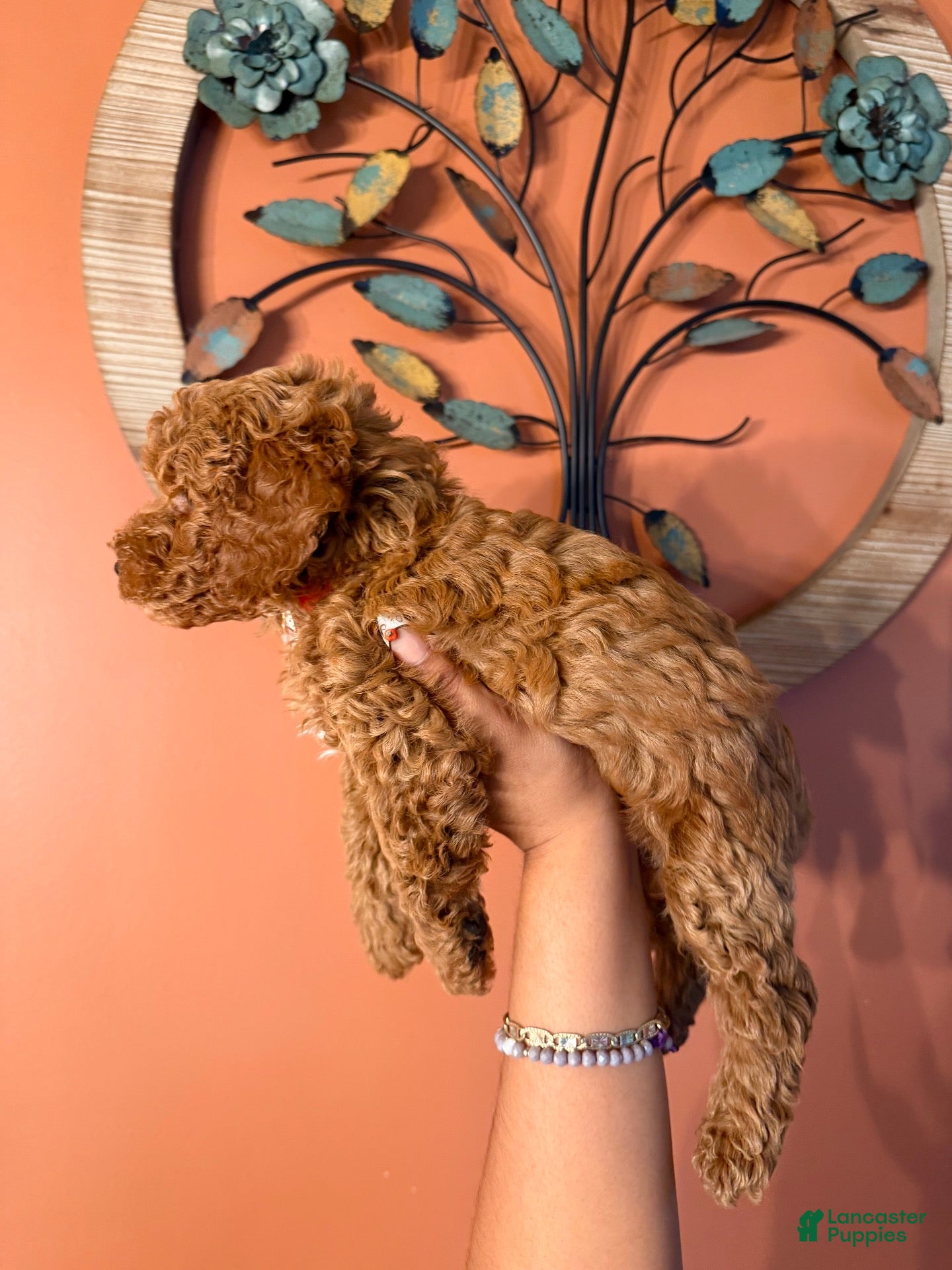 Miniature Poodle dogs for sale: Robin - Ad 2