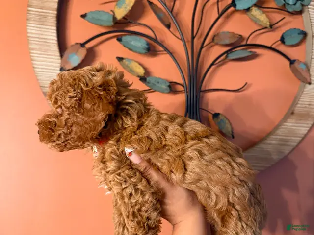 Miniature Poodle dogs for sale: Robin - Ad 2