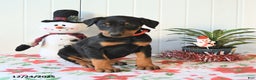 Doberman Pinscher dogs for sale: Bella   - Ad 4