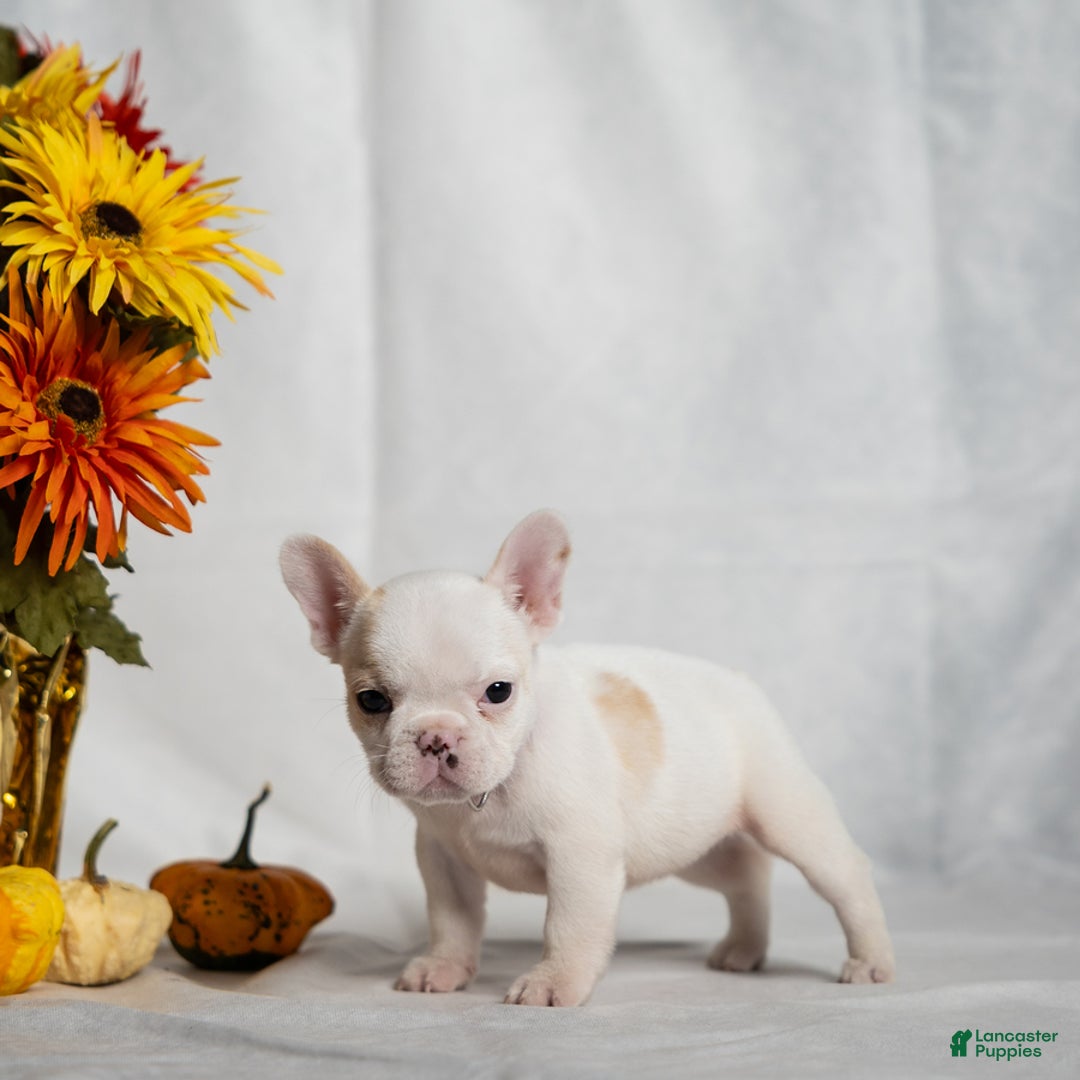 French Bulldog dogs for sale: Carey - Ad 1