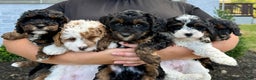 Cavapoo dogs for sale: Maverick - Ad 6
