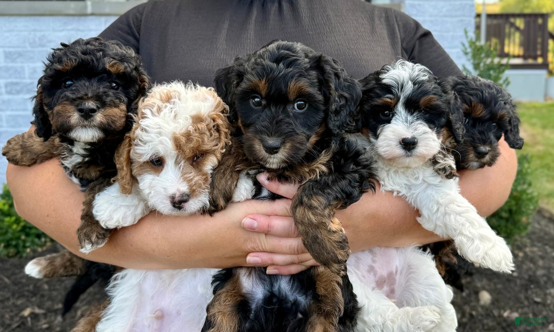Cavapoo dogs for sale: Maverick - Ad 6