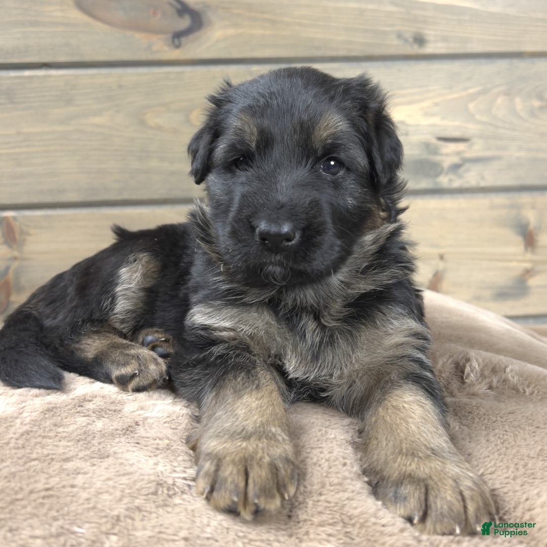 German Shepherd dogs Bree - Ad 32