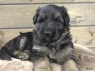 German Shepherd dogs Bree - Ad 32