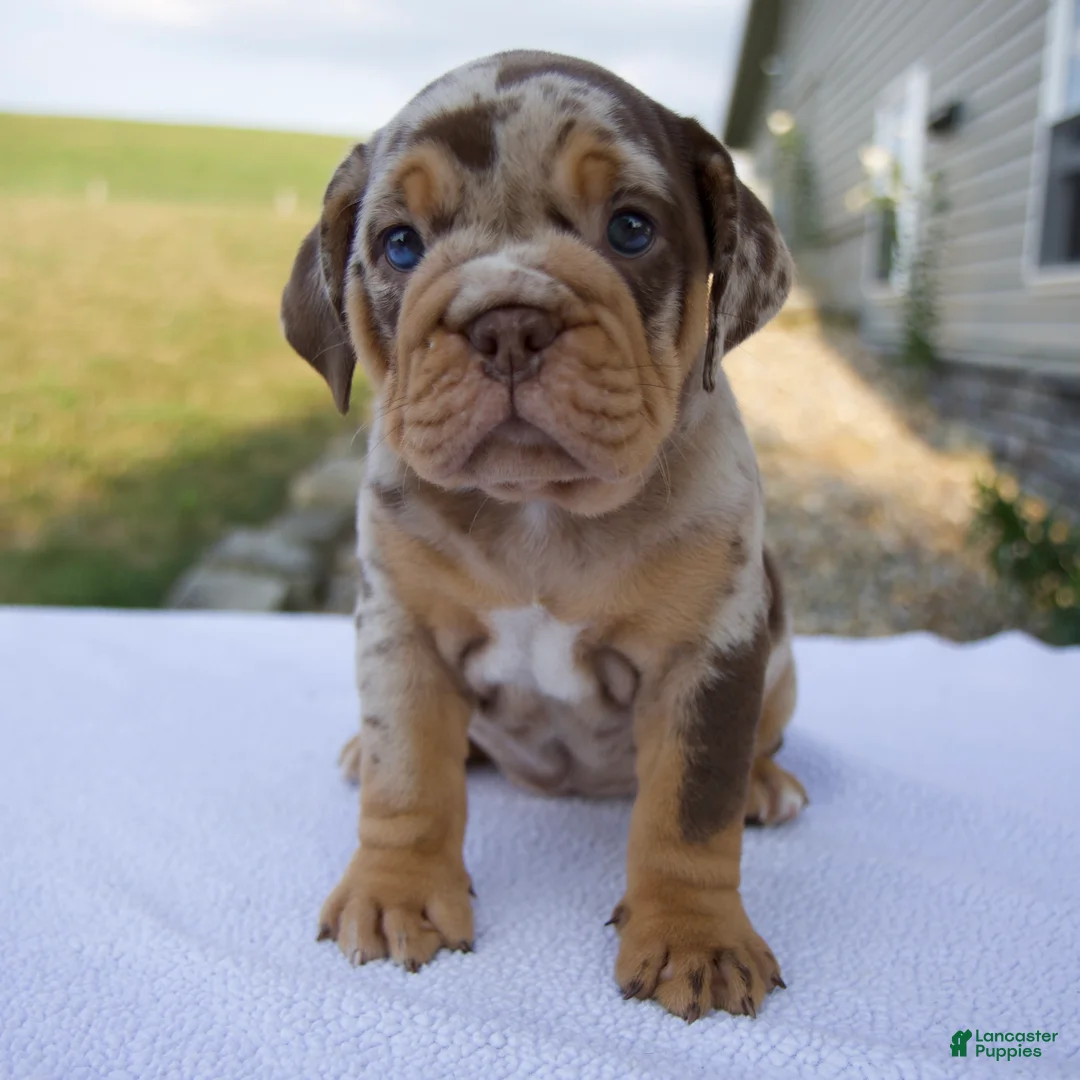 Beabull dogs for sale: Molly - Ad 1