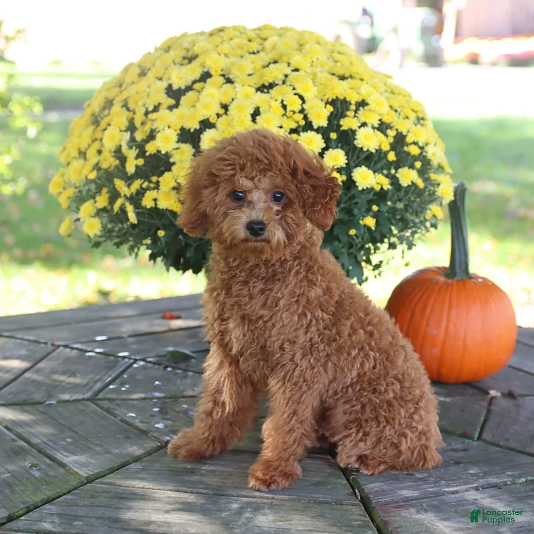 Toy Poodle dogs for sale: Oakley - Ad 1
