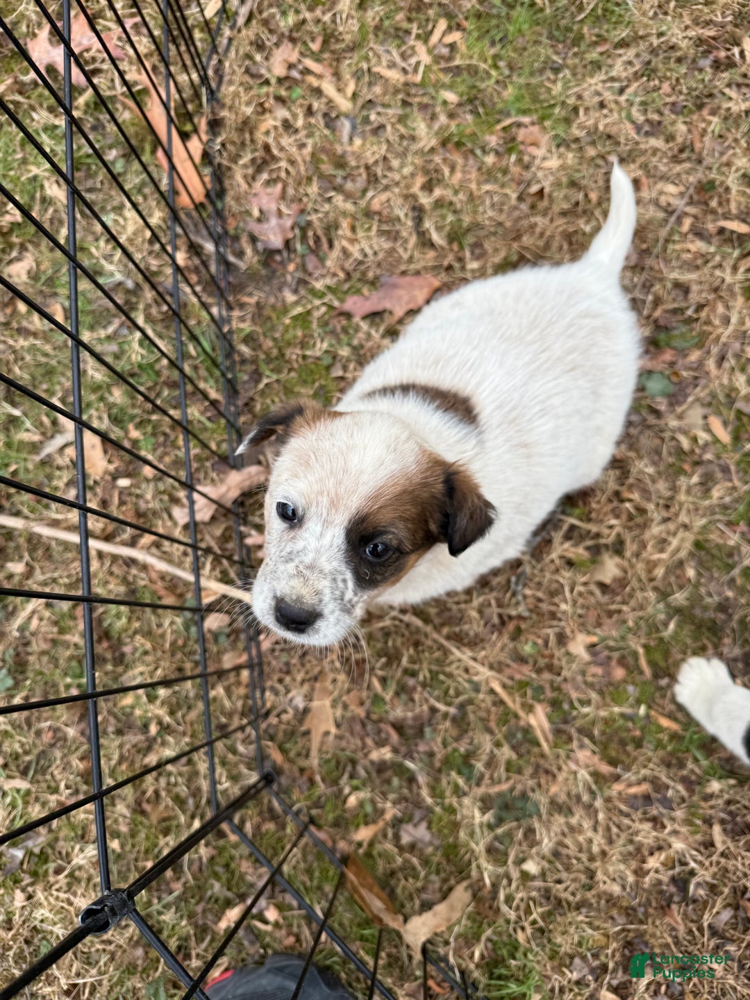 Australian Cattle Dog dogs for sale: Australian Cattle Dog Puppy 2 - Ad 1