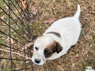 Australian Cattle Dog dogs Australian Cattle Dog Puppy 2 - Ad 11