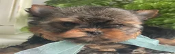 Yorkshire Terrier dogs for sale: Cash - Ad 6