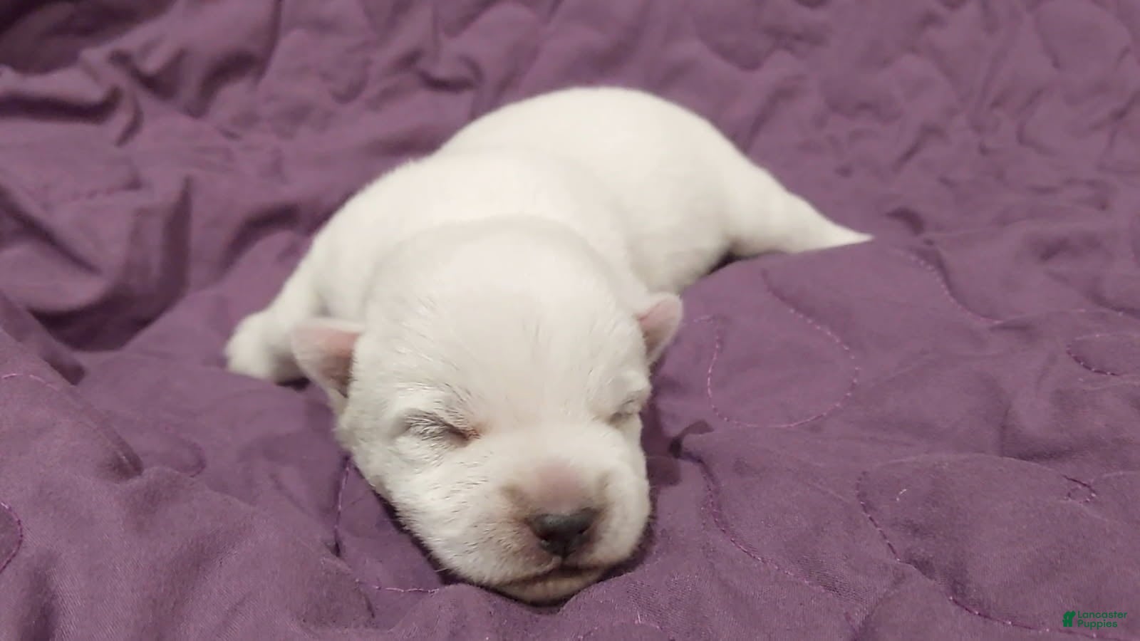 West Highland Terrier dogs Purple Girl - Ad 10