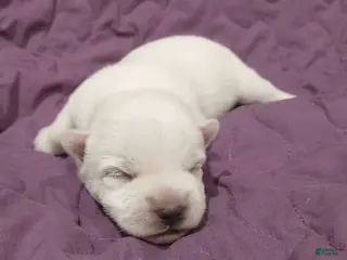 West Highland Terrier dogs Purple Girl - Ad 10