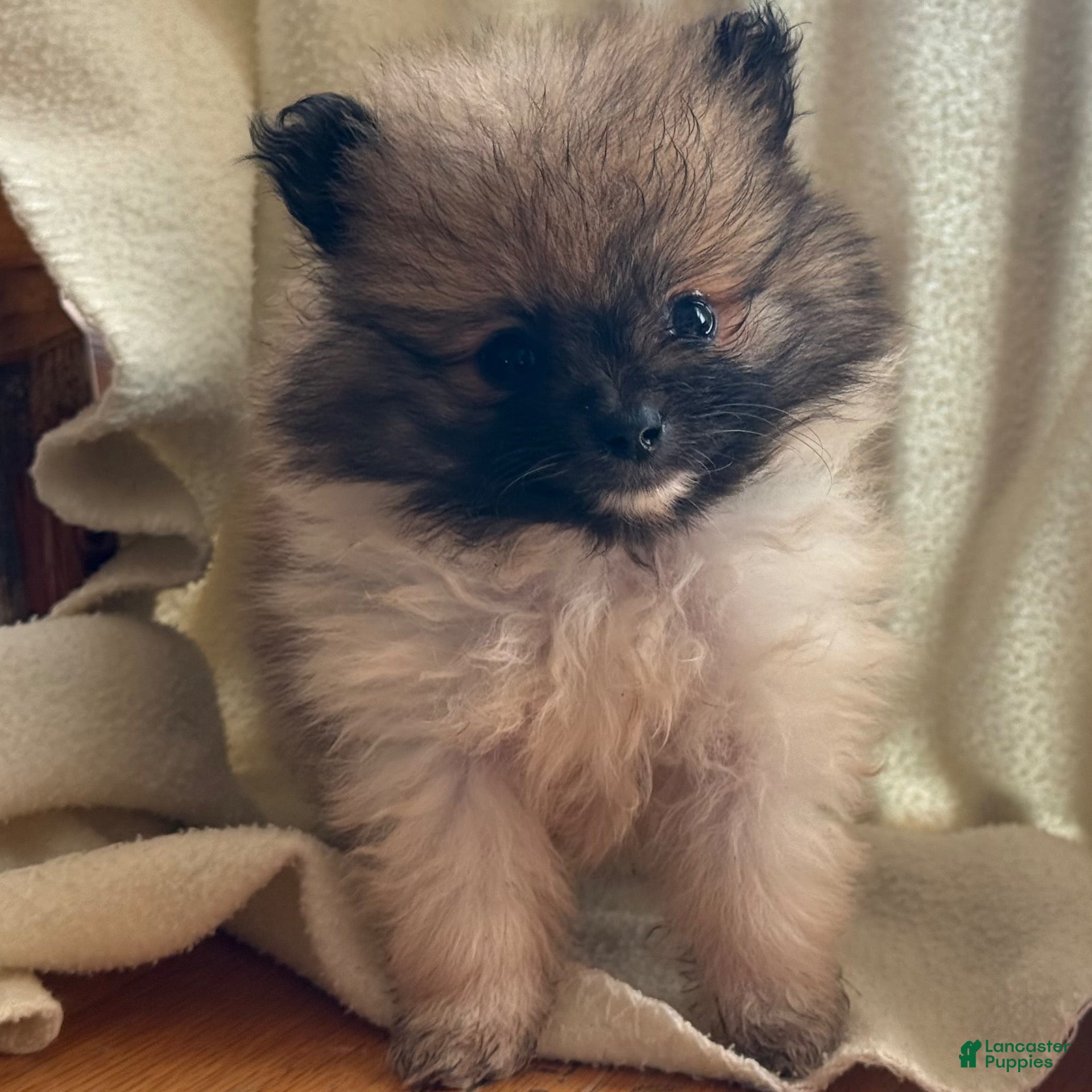 Pomeranian dogs Kordell - Ad 2