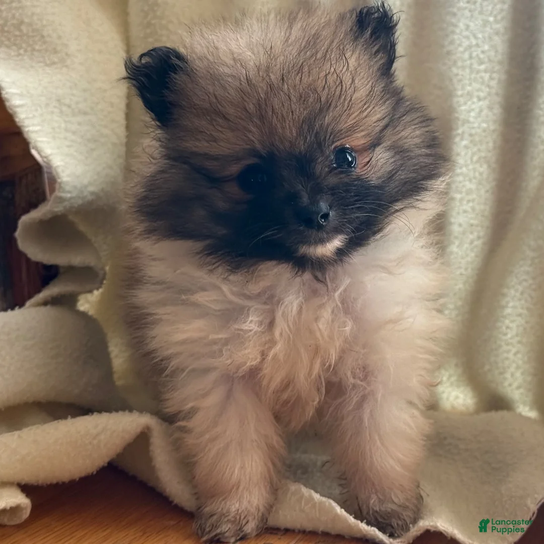 Pomeranian dogs for sale: Kordell - Ad 2