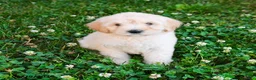 Mini Goldendoodle dogs for sale: Karen - Ad 5
