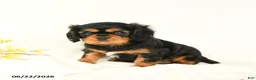 Cavalier King Charles Spaniel dogs for sale: Mandy - Ad 1