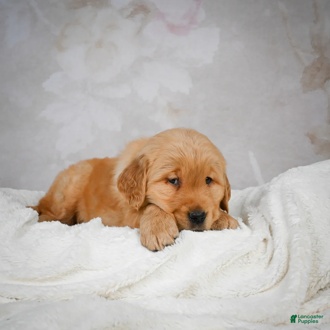 Golden Retriever dogs for sale: Romeo - Ad 6
