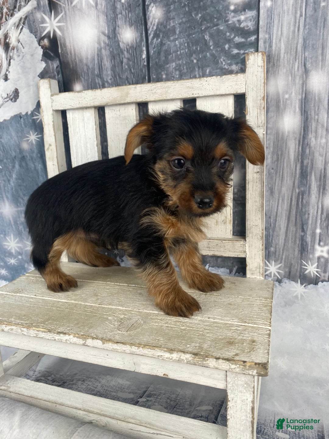Yorkshire Terrier dogs for sale: Xavy - Ad 6